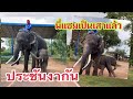 ของจริงใหญ่จริงในรุ่นนี้‼️หาใครเทียบได้ Bull elephant