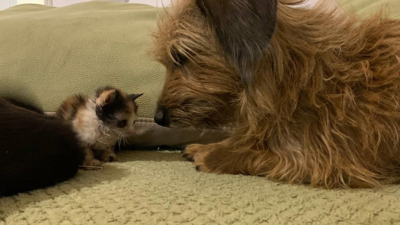 Abandoned tiny kitten crying for help in pain, got rescued and fall in ...