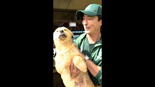 Hollywood Actor Joins Mission To Rescue Dogs From Korean Meat Farm