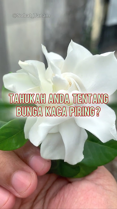 Download lagu Did you know about the Glass Plate Flower? #Gardening #Plants #Flower #Bali #Facts #Shorts #Plant...