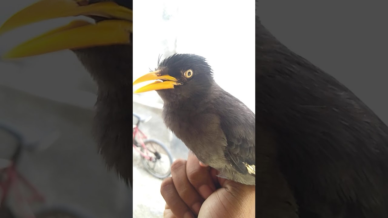 Jalak kebo jinak gacor 