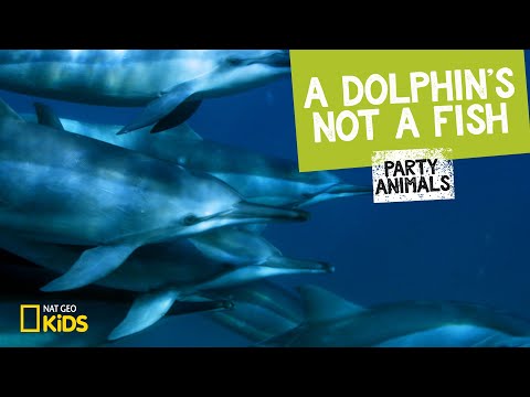 Video: Dolphin - is it a fish or not?