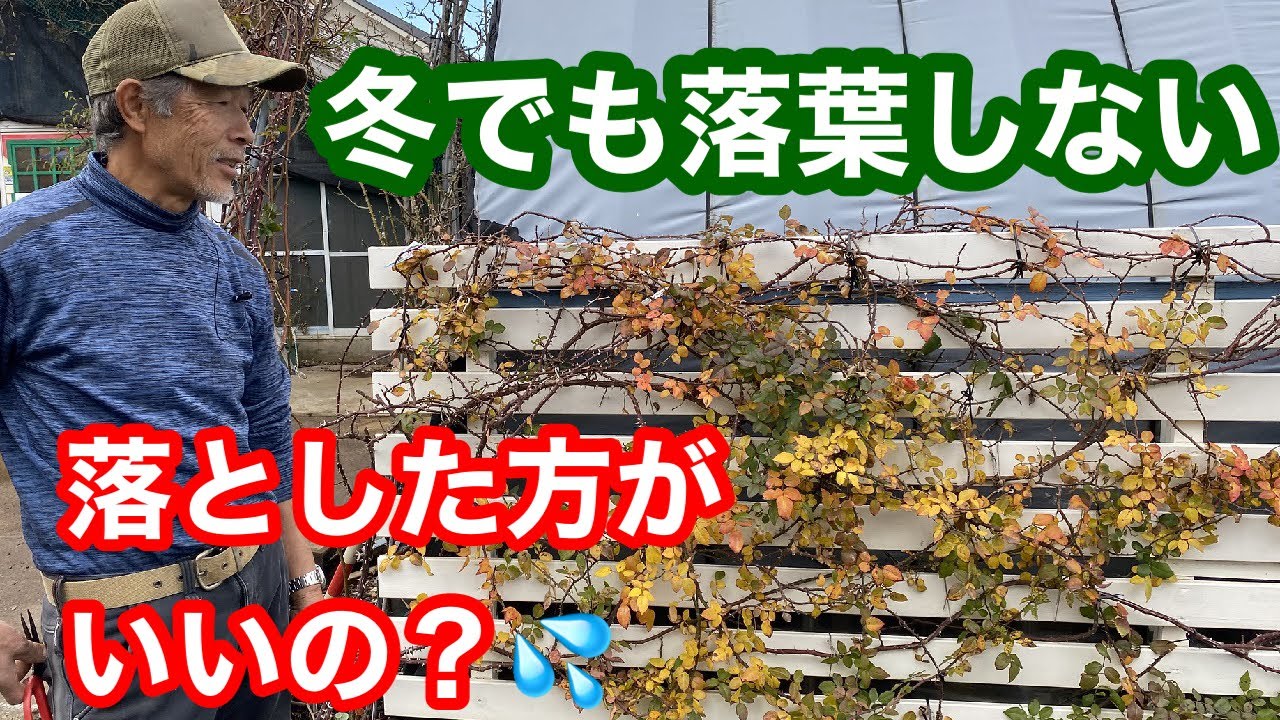 バラの冬のお手入れ 管理 注意すること 篠宮バラ園