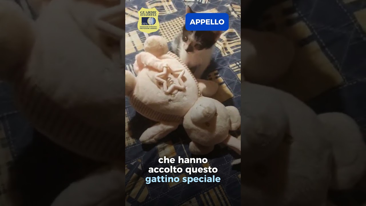🚨 Aiutiamo il piccolo Thor, gattino cieco, a tornare a vedere la luce! ✨