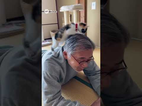 おじさんの背中で遊ぶ子猫/A kitten playing on its uncle's back
