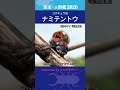 【昆虫図鑑2026】ナミテントウ～世界を救う「お尻フリフリ」戦士！20種の変異と生物農薬の秘密～食卓を支える小さな味方が、指先から大空へ勇気を描く60秒！