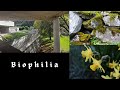 biophilia hypothesis | a short poetic documentary