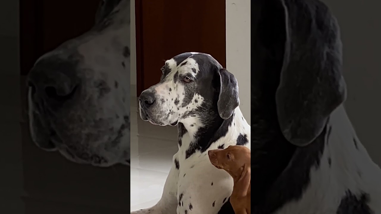 Playful Puppy Paws At Great Dane's Ear