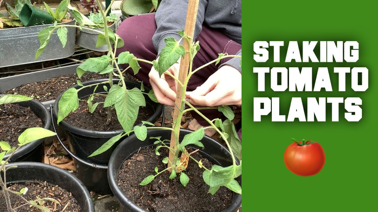 How To Stake Tomato Plants Growing Vegetables On A Budget