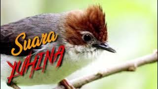 SUARA BURUNG YUHINA