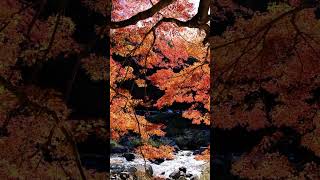 Autumn River Flowing in Japan relaxingsounds riversounds natureshorts calmingsounds autumn