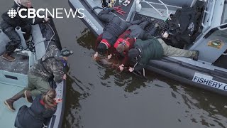Crews rescue entangled sea lion in B.C.’s Cowichan Bay