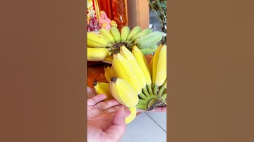 Đan lá dừa phơi chuối khô- dân miền Tây nhìn phát biết liền