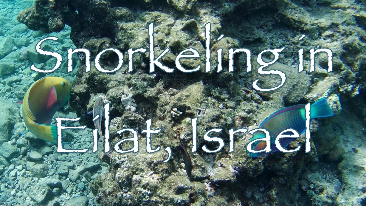 Snorkeling at Coral Beach in Eilat, Israel (with Fish Identification) – 4K
