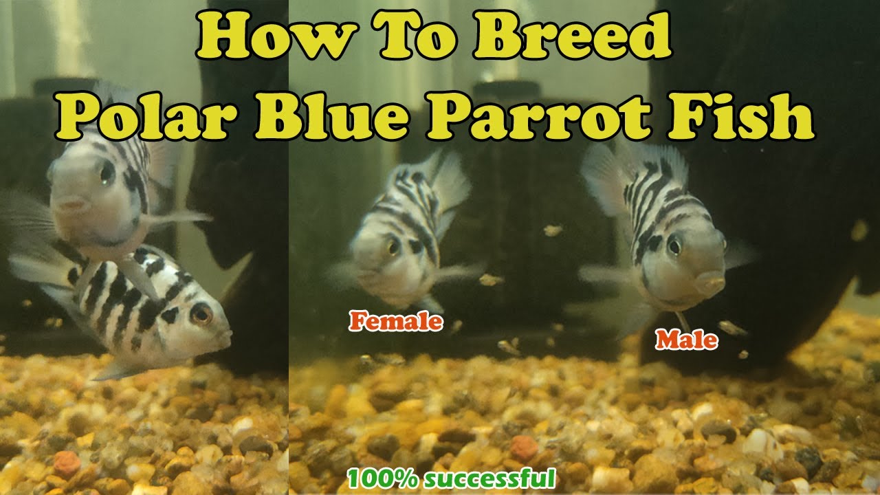 Polar Blue Parrot Fish Male And Female www.youtube.com
