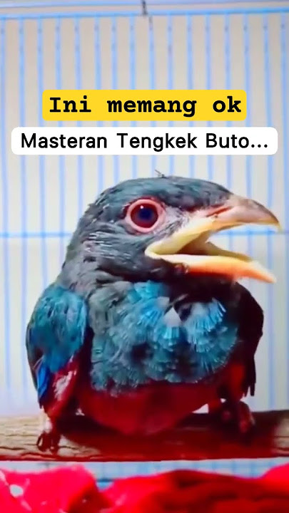 Tengkek Buto sang master handal #tengkek #birdvideos #bird #birdwatchingvideos #bird #burung