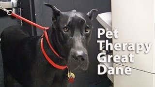 great dane therapy dog