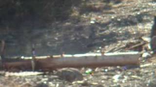 17HMR vs. Beer Bottles at 200 yards