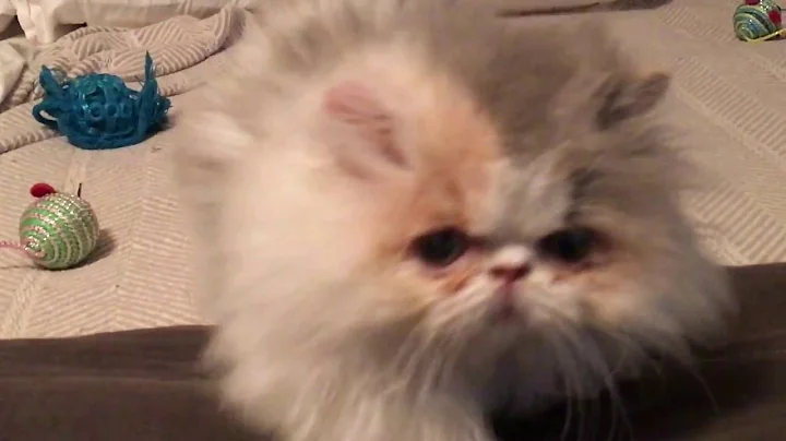 Watch the video about Pippa the minuet (munchkin/Persian) kitten playing on the bed