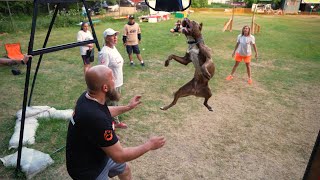 APBT Strong Spirit Sherlock. Dog show &quot;Jump&#39;n&#39;Gym 2023&quot;.