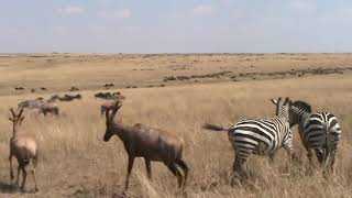 Safari Drive