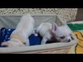 フレブル 飼い主様募集中 2016.8.16生♂ 8.17生♀