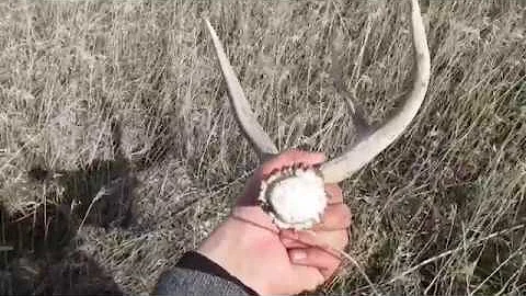 2018 Mule Deer Browns Brandon Pitcher part 1