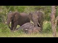 Safari Live : Brent with the Bull Elephant Carcass this afternoon/evening  March 26, 2018