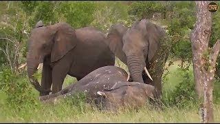 Safari Live : Brent with the Bull Elephant Carcass this afternoon/evening  March 26, 2018