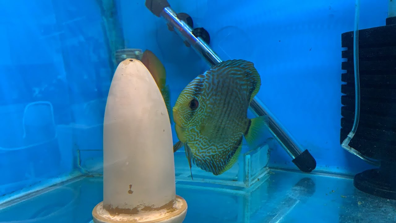 🔴 Live JT Keeping Fish // Discus Fish Laying Eggs! 🔴 YouTube