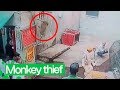 Monkey Steals Snake from Snake Charmer | Cheeky Monkey!