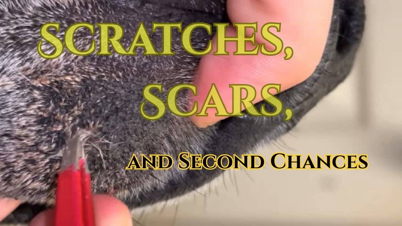 Scratch Scars From Razor Scratches, Scars, and Second Chances - YouTube