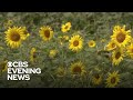 Wisconsin sunflower farm goes viral amid coronavirus pandemic