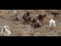 20 NEW BABY GOATS TAKE OVER!