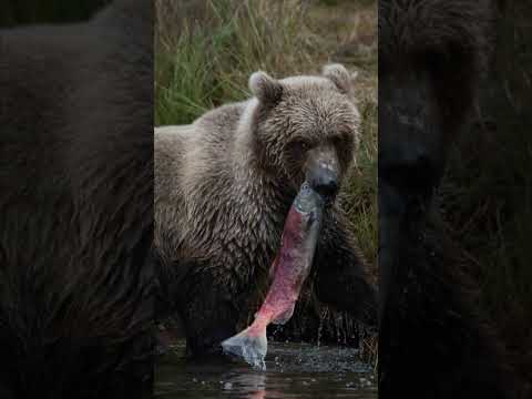 Бурый медведь 🐻