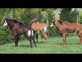 Sable Antelope