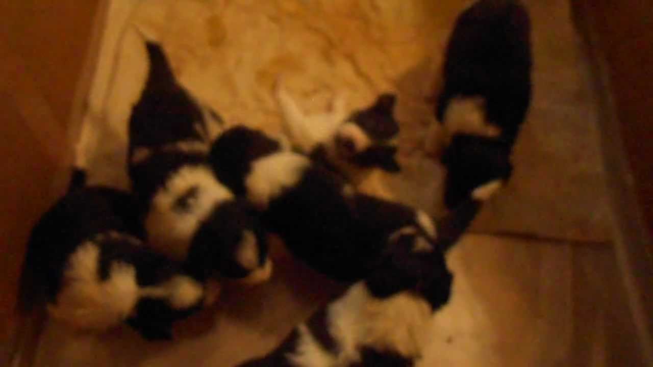 Border Collie Puppies Meet Hannibal the Cannibal Feb 14, 2013 YouTube