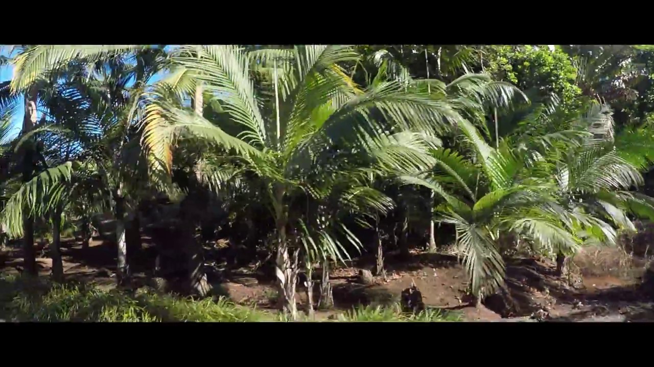 Mauritius 2017 I Mauritius im April 