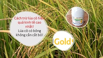 Không cần cắt bông lúa cỏ mà vẫn diệt được không cho nó lên trên ruộng | Lúa cơi | rài | Syngenta |