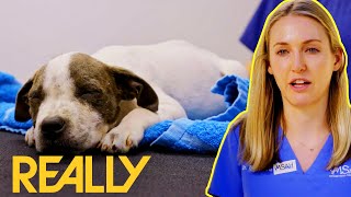 Abused Puppy With Broken Back Makes A MIRACULOUS Recovery | Pit Bulls & Parolees