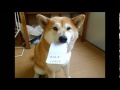 最高のお見送りをする犬
