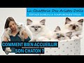 Arrivée d'un chaton : Comment bien l'accueillir ? Arbre à chat, griffoir, gamelle ludique, jeux ...