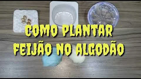 Como plantar feijão na educação infantil?