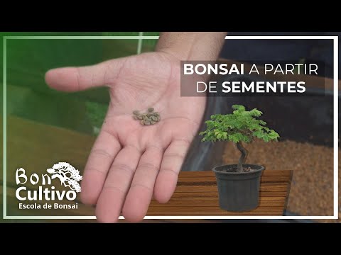 Vídeo: Cultivo de bonsai a partir de sementes em casa