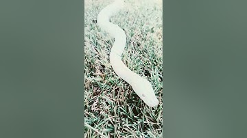 Burmese python handling outside #snake #burmesepython #reptiles