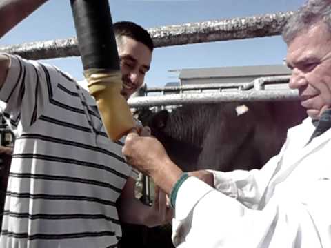 Solomon bannerman.. (how to get semen from bull for artificial ...