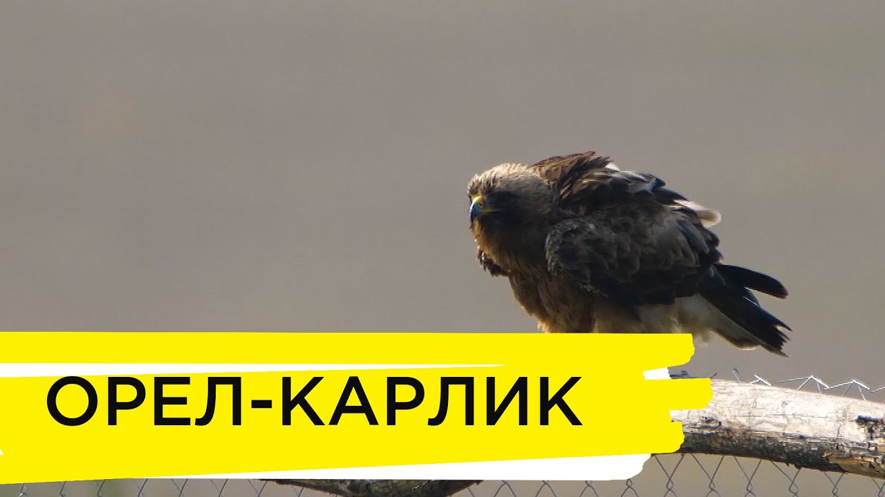 Орел-карлик | Ранок на Суспільному