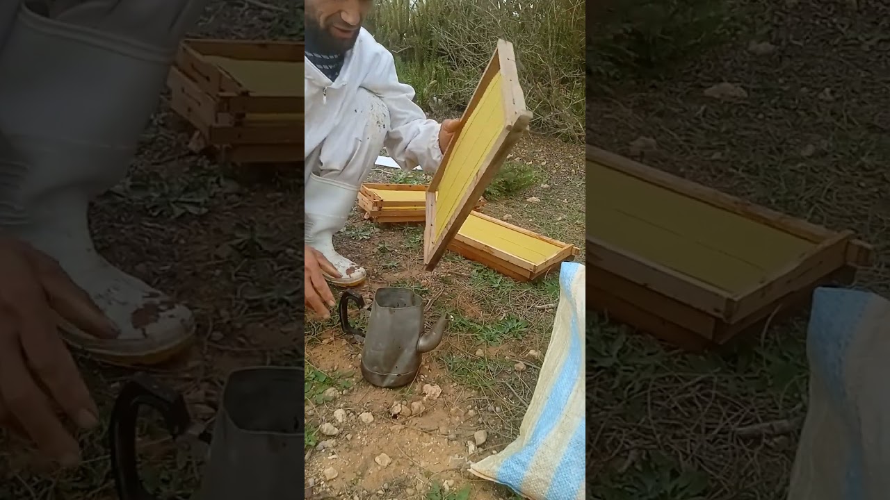 #طريقة تركيب شمع تربيةالنحل #النحل #ملكةالنحل #مستغانم #الجزائر #تربية_الحيونات #المغرب #تونس #مصر
