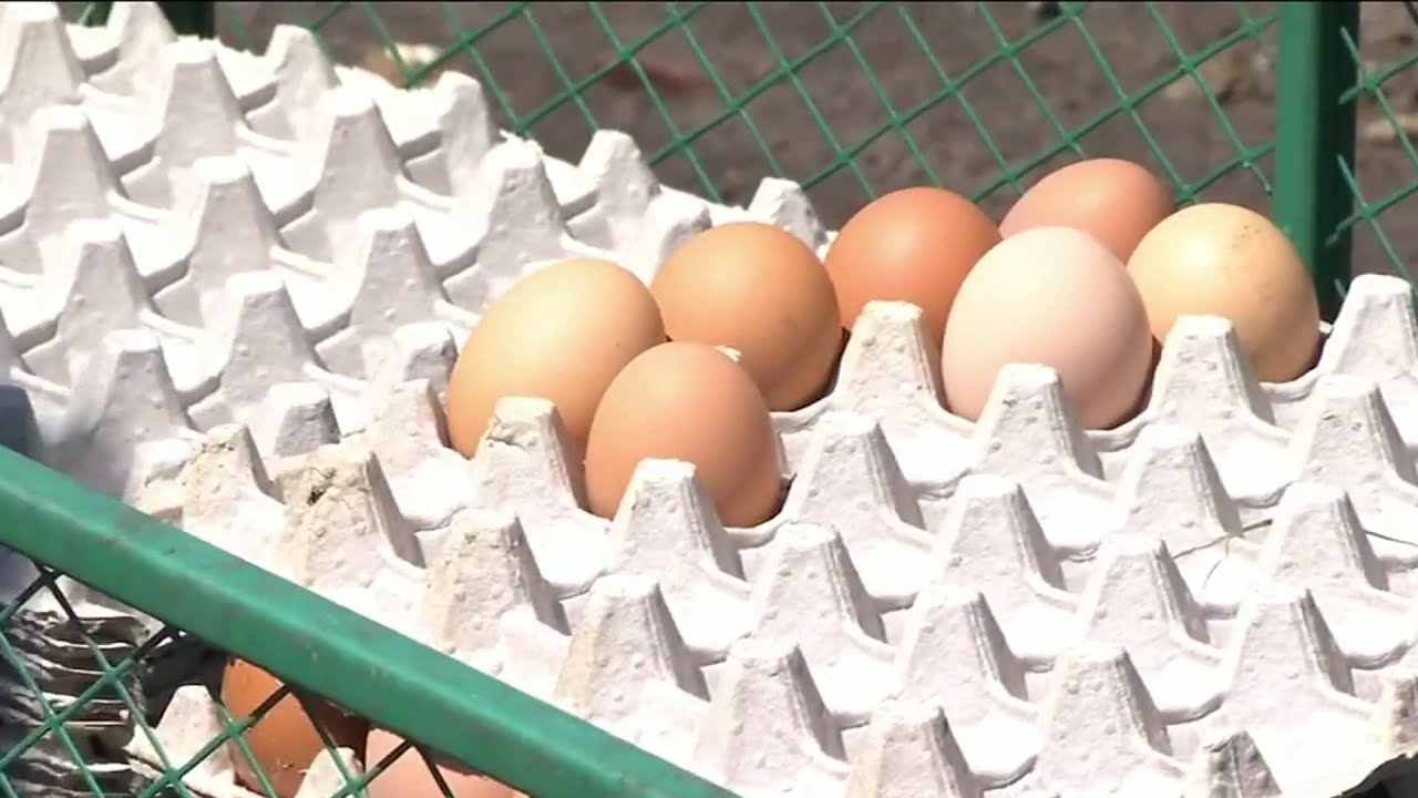 Egg, chicken prices jump as bird flu spreads in U.S. - YouTube
