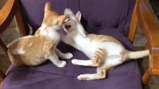 Find another kitten spot this is mine! Fine then lets share it...